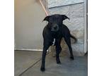 Adopt Priscilla a Black Labrador Retriever dog in Alvin, TX (40930131)