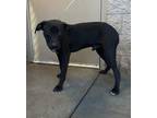 Adopt Elvis a Black Labrador Retriever dog in Alvin, TX (40930130)