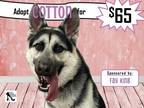 Adopt Cotton a Black German Shepherd Dog dog in Alvin, TX (40719132)