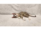 Adopt Mayhem a Brown Tabby Domestic Shorthair (short coat) cat in Twin Falls