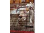 Adopt Bubba a White - with Tan, Yellow or Fawn American Pit Bull Terrier / Mixed