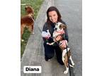 Adopt Diana a Brindle - with White Hound (Unknown Type) / Pit Bull Terrier /