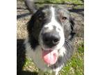 Adopt Cecil a Black - with White Great Pyrenees / Border Collie / Mixed dog in