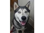 Adopt Ryker a Gray/Silver/Salt & Pepper - with White Husky / Mixed dog in
