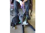 Adopt Gallagher a Black Labrador Retriever / Mixed dog in LaHarpe, KS (40929616)