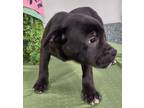 Adopt Maeve a Black Labrador Retriever / Terrier (Unknown Type
