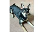 Adopt Roscoe a Black - with Tan, Yellow or Fawn German Shepherd Dog / Siberian