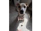 Adopt Nova a Tan/Yellow/Fawn - with White Mutt / Mixed dog in Pittsfield