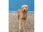 Adopt Tamlin a Red/Golden/Orange/Chestnut Labrador Retriever / Mixed dog in New