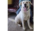 Adopt Tarzan a White Labrador Retriever / Mixed dog in LaHarpe, KS (40181920)