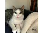 Adopt Bojo a White Domestic Shorthair / Mixed Breed (Medium) / Mixed (short