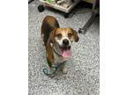 Adopt Meredith a Black Beagle / Mixed dog in Vincennes, IN (40928675)