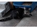 Adopt Prescott a Brown Tabby Domestic Shorthair (short coat) cat in Jackson