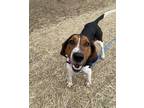 Adopt Sherlock a Black Treeing Walker Coonhound / Mixed Breed (Medium) / Mixed