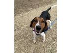 Adopt Sherlock a Black Treeing Walker Coonhound / Mixed dog in Marshall