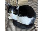 Adopt 55433480 a All Black Domestic Shorthair / Domestic Shorthair / Mixed cat