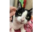Adopt Moon a Black & White or Tuxedo Domestic Shorthair (short coat) cat in