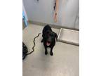 Adopt Delia a Labrador Retriever / Mixed dog in Bloomington, IN (40926871)