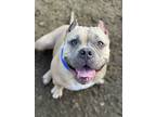 Adopt Meatball a Tan/Yellow/Fawn - with White American Pit Bull Terrier / Mixed