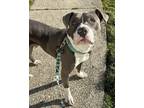 Adopt Suitcase a Gray/Silver/Salt & Pepper - with White Pit Bull Terrier / Mixed
