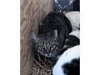 Adopt Money a Brown Tabby Domestic Shorthair (short coat) cat in Jackson