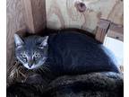 Adopt Ceasar a Gray, Blue or Silver Tabby Domestic Shorthair (short coat) cat in