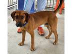 Adopt Windell a Mixed Breed (Medium) / Mixed dog in Killen, AL (40926672)