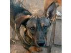 Adopt LUKA (Egypt) yo a Brindle Canaan Dog / Pharaoh Hound dog in Langley
