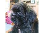 Brussels Griffon Puppy for sale in Canton, NC, USA