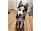 Adopt Theo *FOSTER NEEDED* a Black - with White Siberian Husky / Mixed dog in