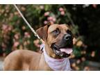 Adopt Missy a Red/Golden/Orange/Chestnut Dogue de Bordeaux / Pit Bull Terrier /