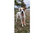Adopt Maverick Roman a Boxer dog in Harrah, OK (40893581)