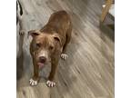 Adopt Charley Brown a Brindle American Pit Bull Terrier / Mixed Breed (Medium) /