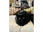 Adopt Spruce a All Black Domestic Shorthair (short coat) cat in Smithers
