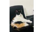 Adopt Cora a Calico or Dilute Calico Domestic Shorthair / Mixed (short coat) cat