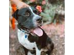 Adopt Gordo a Black - with White Pit Bull Terrier / Mixed dog in Huntsville
