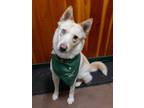 Adopt Charming & playful Angela! a Tan/Yellow/Fawn Husky / Cattle Dog / Mixed