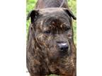Adopt Coco a Brindle Pit Bull Terrier / Mixed Breed (Large) / Mixed dog in