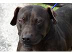 Adopt Rocky a Black - with Brown, Red, Golden, Orange or Chestnut Pit Bull