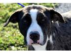 Adopt Oakley a Gray/Silver/Salt & Pepper - with White Catahoula Leopard Dog /