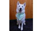 Adopt Ryder the adventure pup! a White Husky / Shepherd (Unknown Type) / Mixed