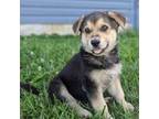 German Shepherd Dog Puppy for sale in Auburn, KY, USA