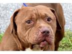 Adopt Chico a Tan/Yellow/Fawn - with White Pit Bull Terrier / Mixed Breed