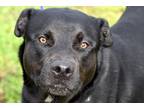 Adopt Shadow a Black - with White Labrador Retriever / Mixed Breed (Large) /