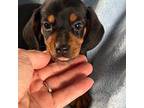 Dachshund Puppy for sale in Niles, MI, USA