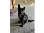 Adopt Ransom a Black Mixed Breed (Large) / Mixed dog in Oklahoma City