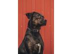 Adopt Sunshine a Black - with Brown, Red, Golden, Orange or Chestnut Mixed Breed