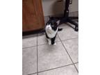 Adopt Curtsy a Black & White or Tuxedo Domestic Shorthair (short coat) cat in