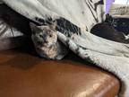 Adopt Rosie a Tortoiseshell Domestic Shorthair (short coat) cat in Kalamazoo