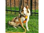 Adopt Athena a Merle Sheltie, Shetland Sheepdog / Mixed dog in Elkhorn